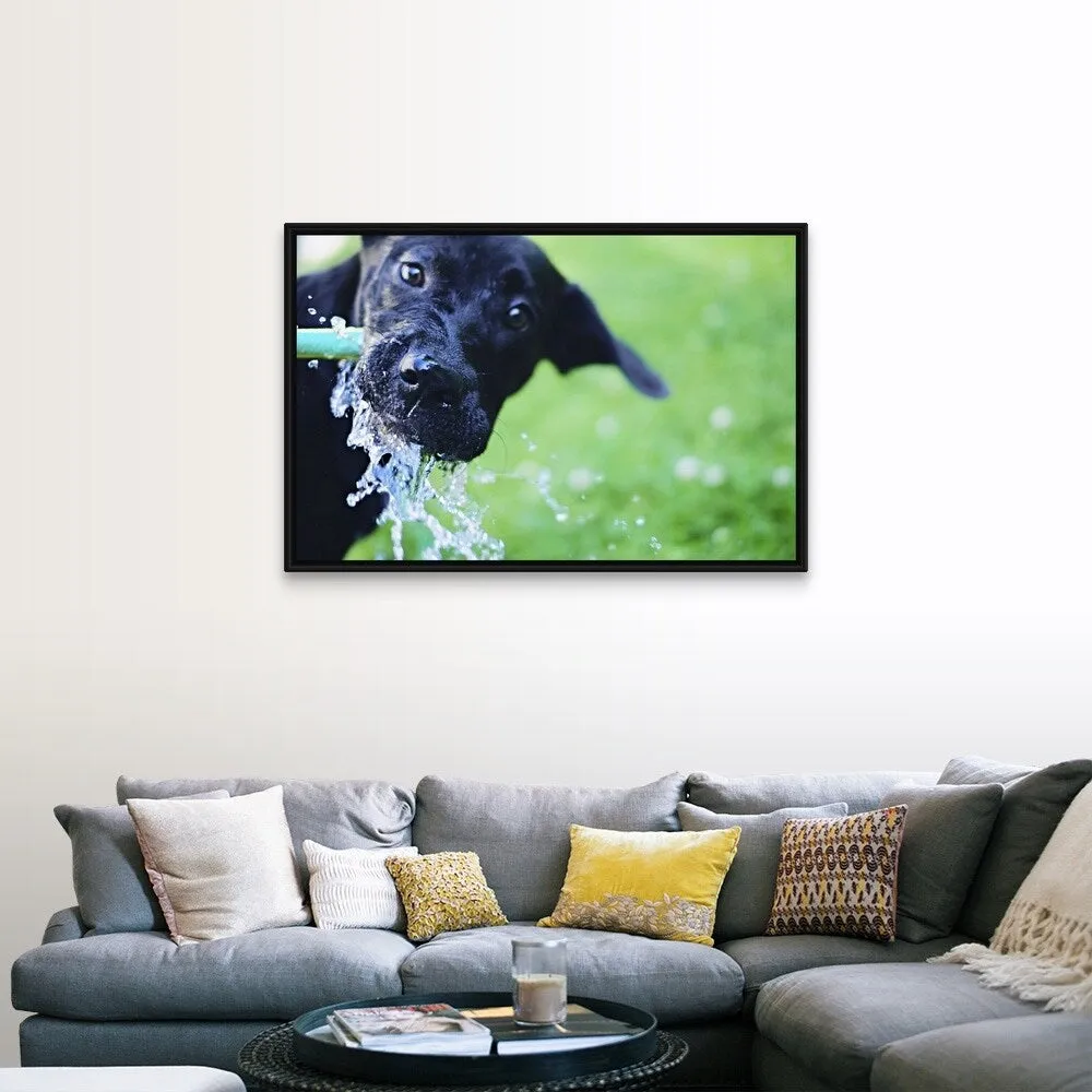 "A black Labrador mix puppy dog drinks from a water hose" Black Float Frame Canvas Art - Multi