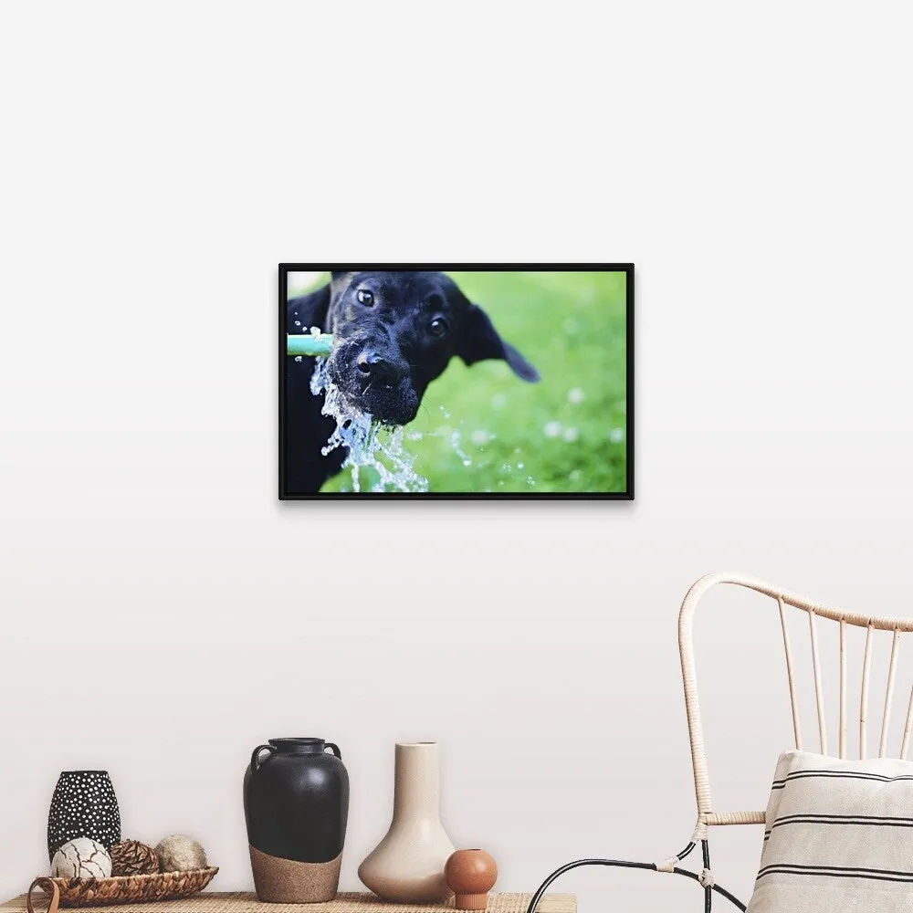 "A black Labrador mix puppy dog drinks from a water hose" Black Float Frame Canvas Art - Multi