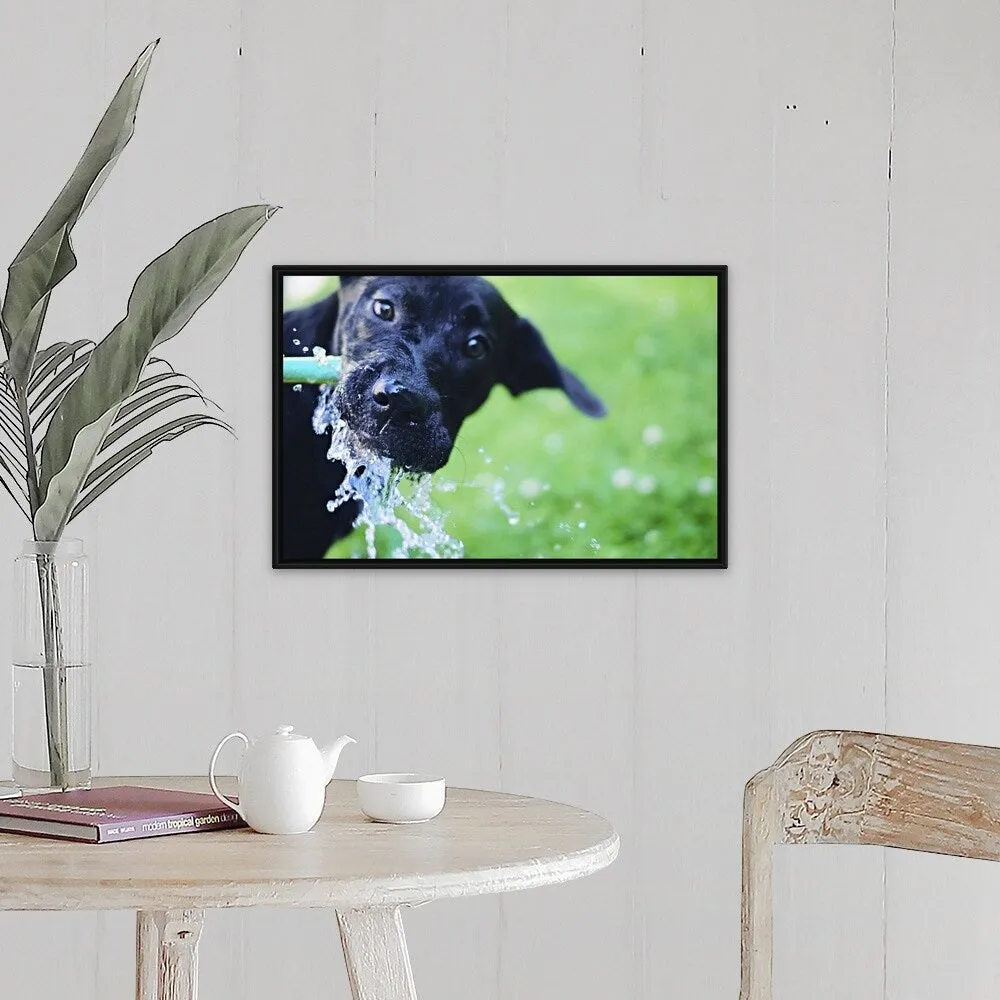 "A black Labrador mix puppy dog drinks from a water hose" Black Float Frame Canvas Art - Multi