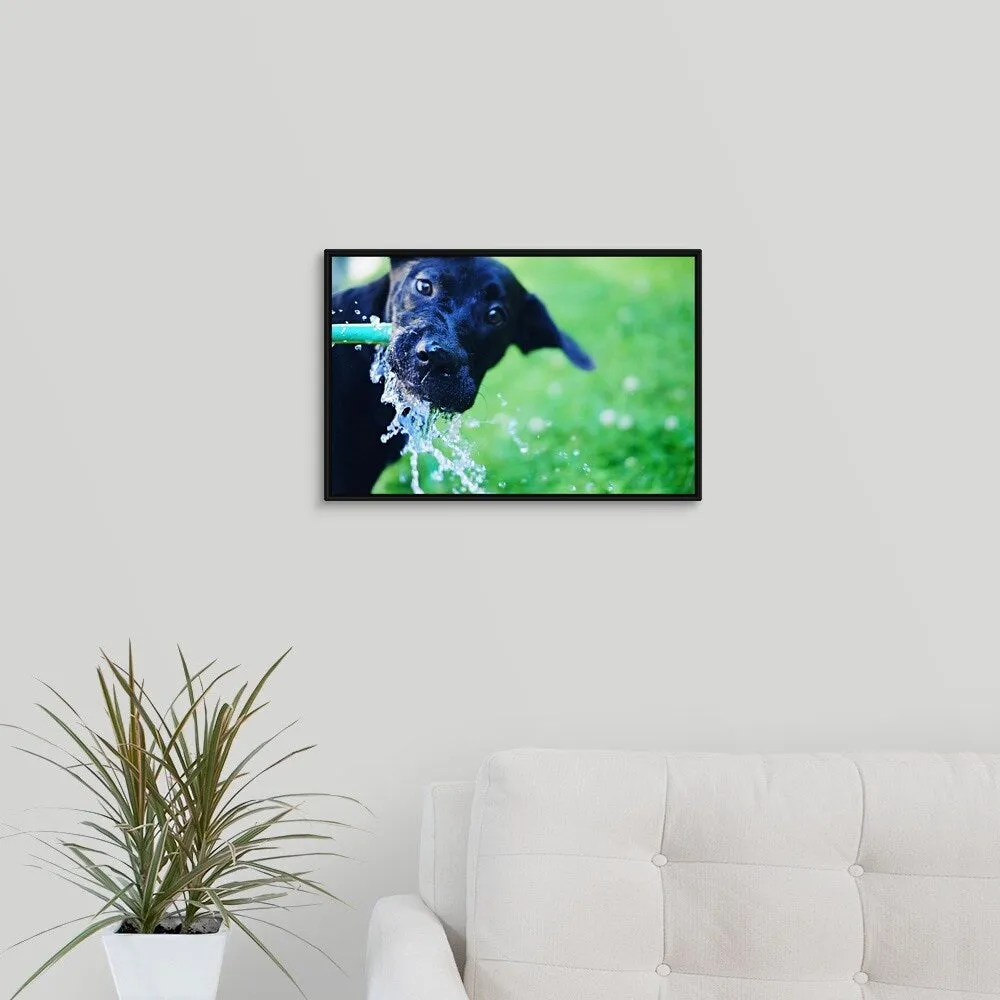 "A black Labrador mix puppy dog drinks from a water hose" Black Float Frame Canvas Art - Multi