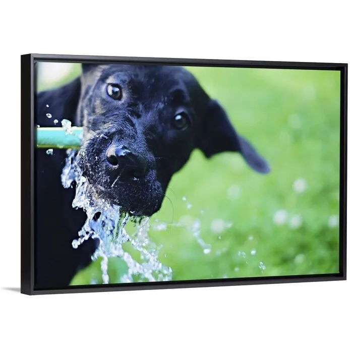 "A black Labrador mix puppy dog drinks from a water hose" Black Float Frame Canvas Art - Multi